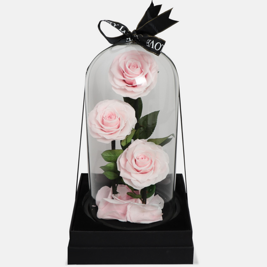Preserved 3 Stem pink Rose Glass Dome. ( Medium ) D14 X H23cm.