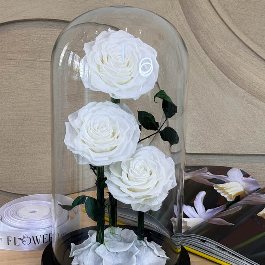 Preserved 3 Stem White Rose Glass Dome. ( Medium ) D14 X H22cm.