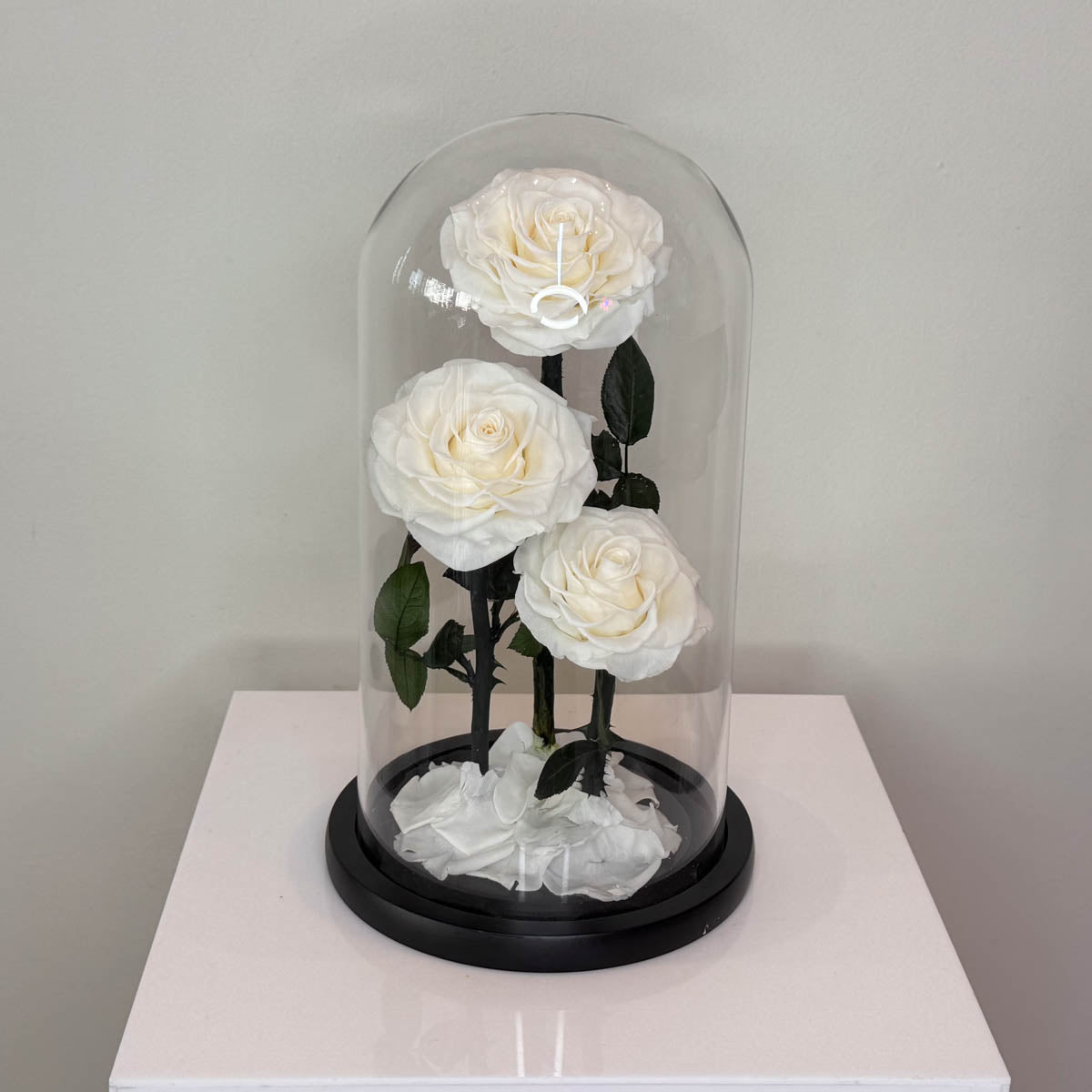 Preserved 3 Stem White Rose Glass Dome. ( Medium ) D14 X H22cm.